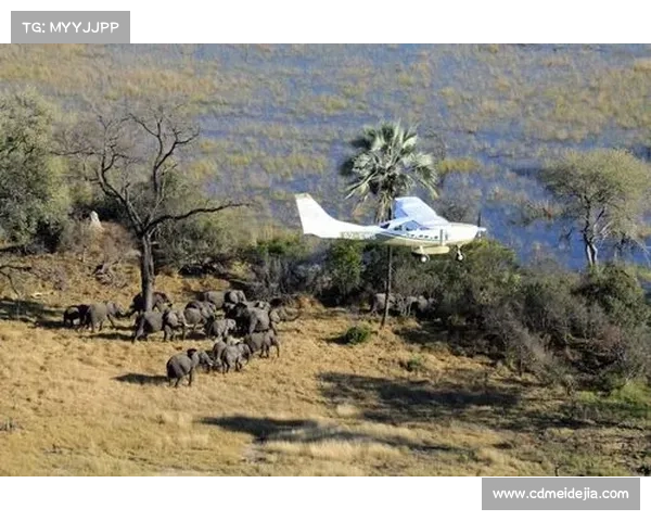 非洲篮球人才输出骤减背后的深层危机与NBA选秀低迷现象分析